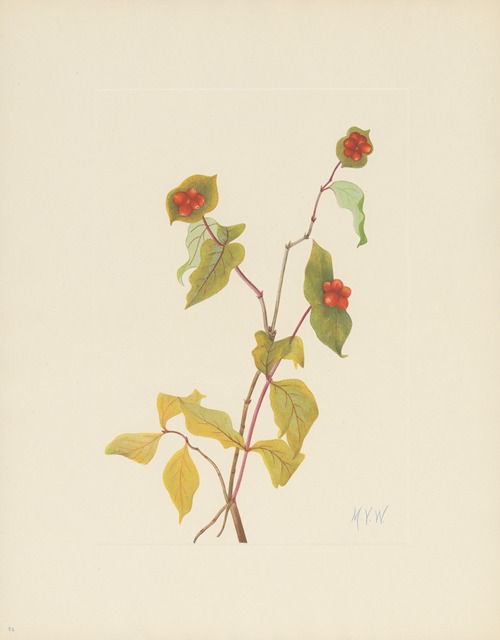 Douglas Honeysuckle (fruit) (Lonicera Raucescens)