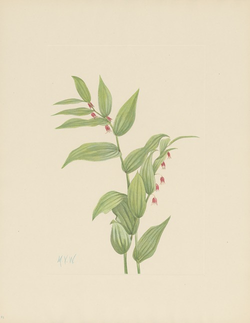 Pink Twistedstalk (Streptopus curvipes)