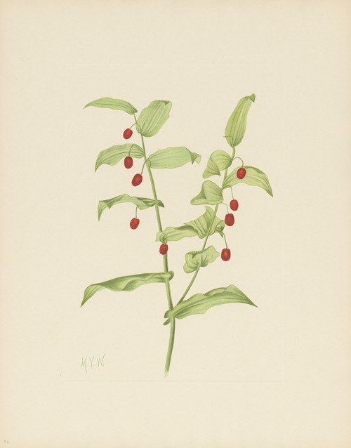 Clasping Twistedstalk (Streptopus amplexifolius)