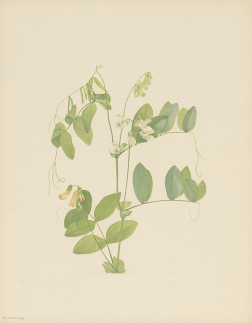 White Pea (Lathyrus ochroleucus)