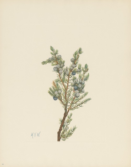 Mountain Juniper (Juniperus sibirica)