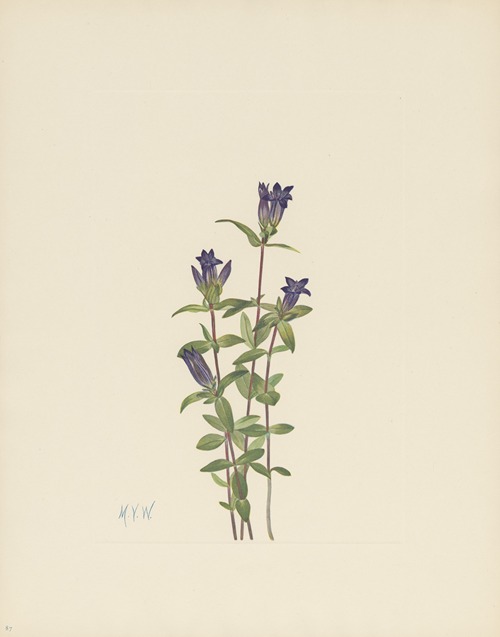 Riverbank Gentian (Gentiana affinis)