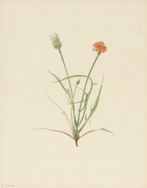 Grassleaf Agoseris (Agoseris graminifolia)