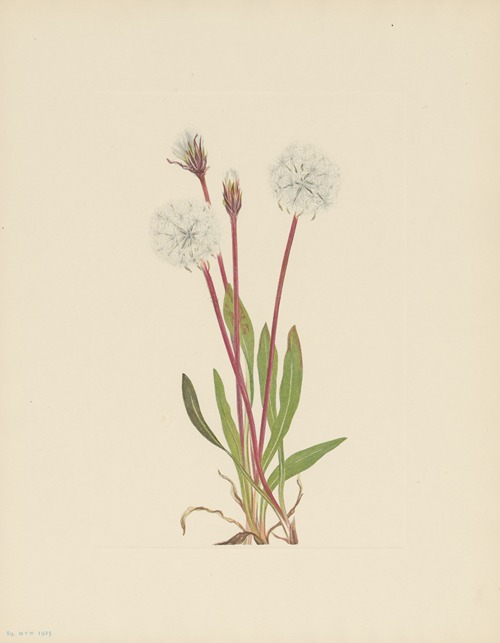 Slender Agoseris (Agoseris gracilens)