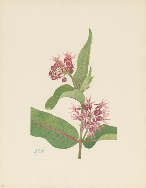Showy Milkweed (Asclepias speciosa)