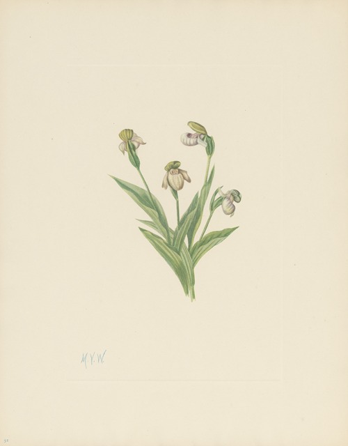 Northern Ladyslipper (Cypripedium passerinum)