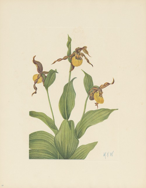 Small yellow Ladyslipper (Cypripedium parviflorum)