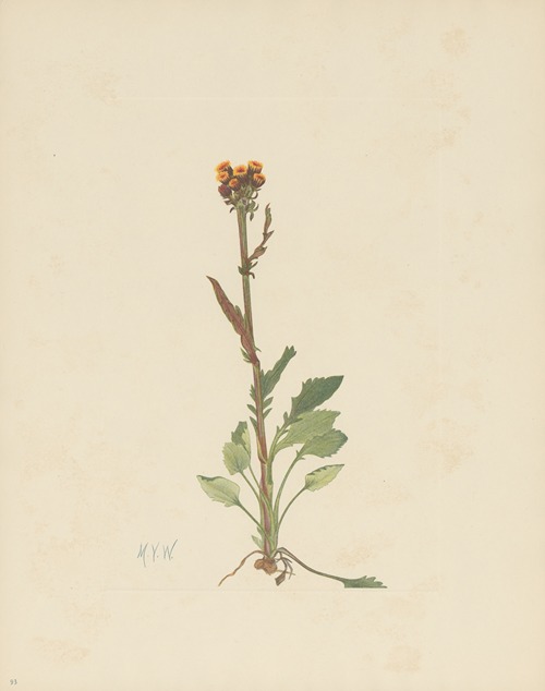 Rayless Groundsel (Senecio pauciflorus)