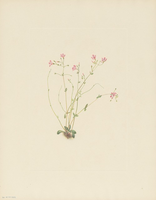 Naiad Springbeauty (Claytonia parvifolia)