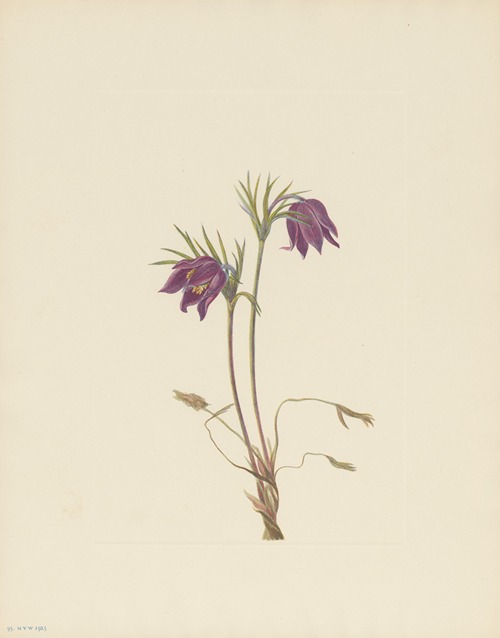 American Pasqueflower (flower) (Pulsatilla ludoviciana)