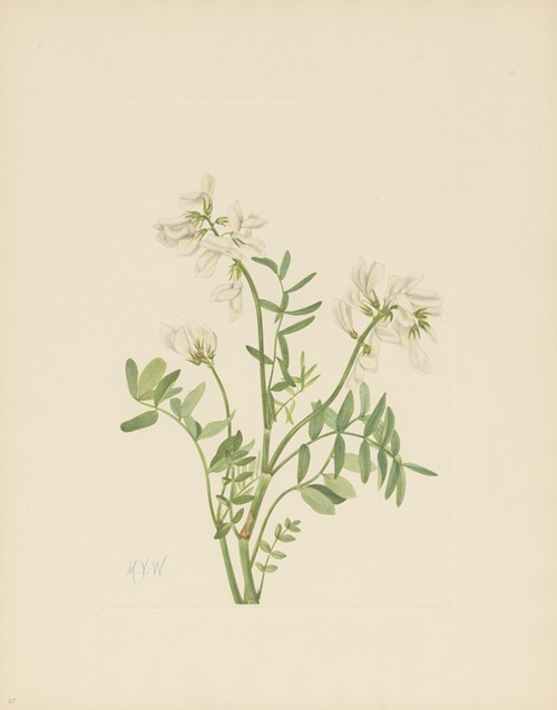 Sweetvetch (Hedysarum mackenzii)