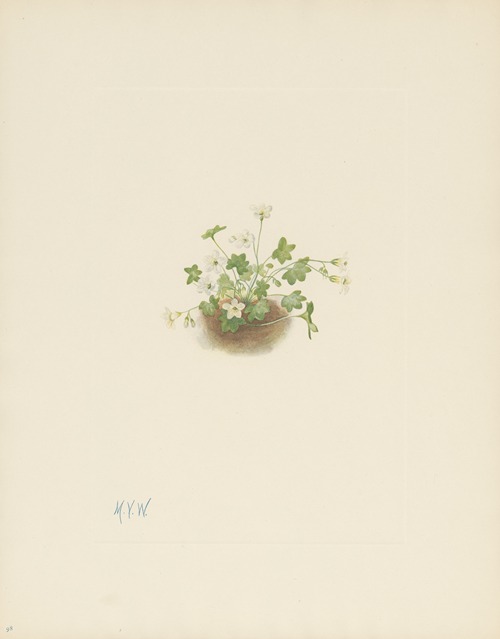 Mistmaiden (Romanzoffia sitchensis)