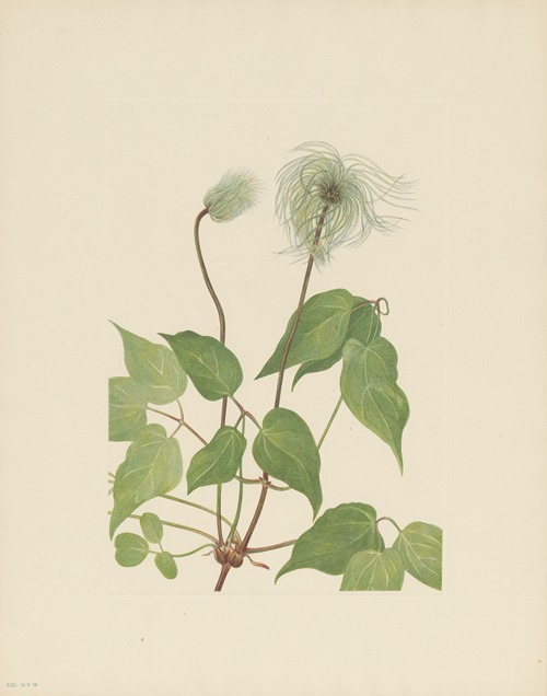 Columbia Clematis (fruit) (Clematis columbiana)