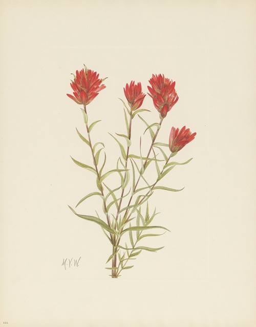 Lanceleaf Paintbrush (Castilleja lancifolia)