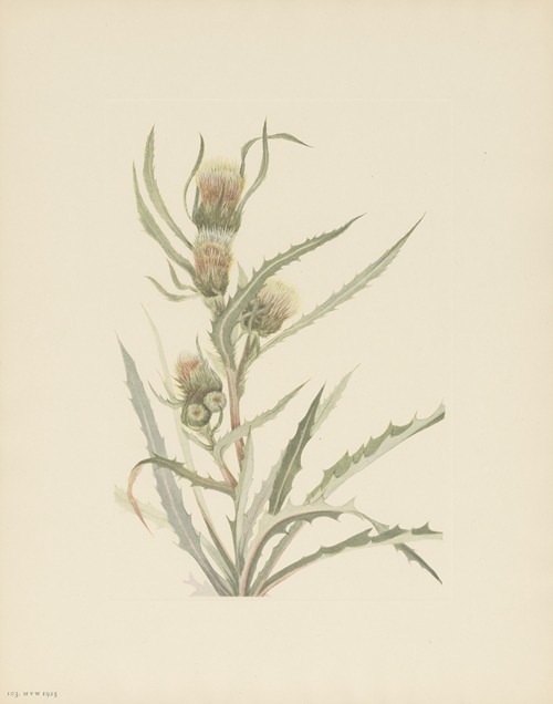 White Thistle (Cirsium hookerianum)