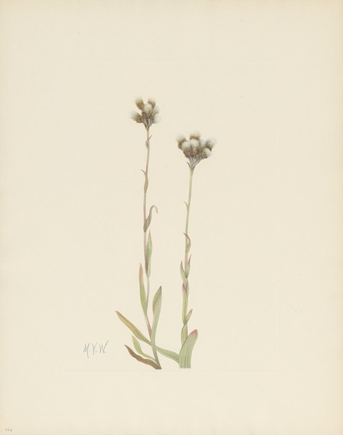 Gray Pussytoes (Antennaria howellii)