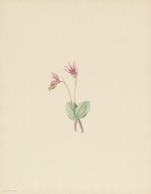Calypso (Cytherea bulbosa)