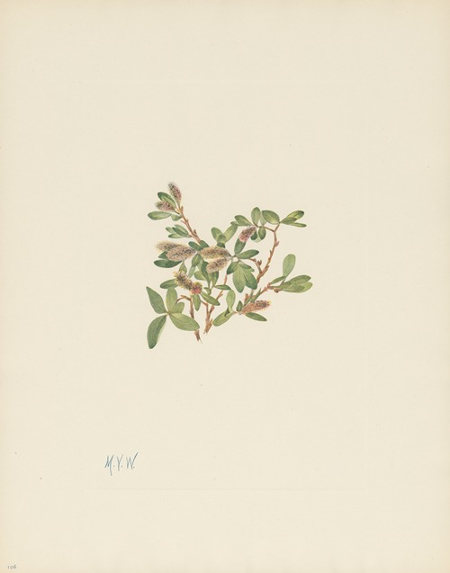 Rock Willow (Salix petrophila)