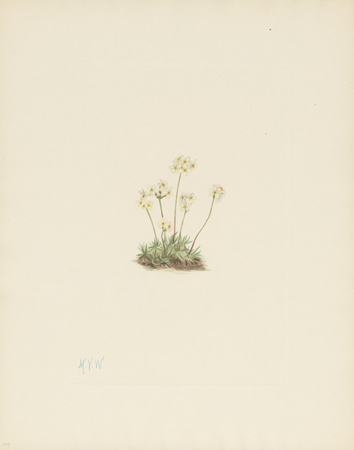 Sweet Androsace (Androsace carinata)