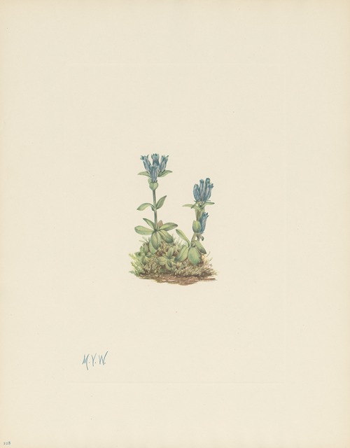 Bluegreen Gentian (Gentiana glauca)