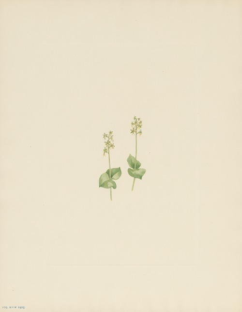 Rocky Mountain Twayblade (Ophrys nephrophylla)