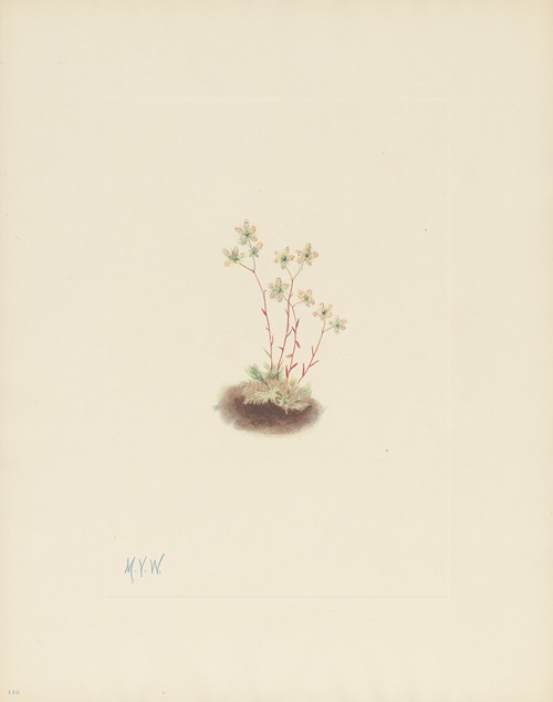 Spotted Saxifrage (Saxifraga bronchialis)