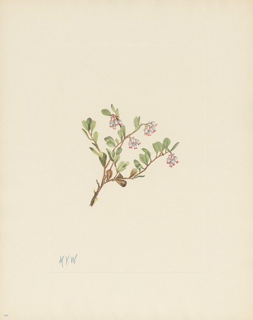 Bearberry (flower) (Arctostaphylos uva-ursi)