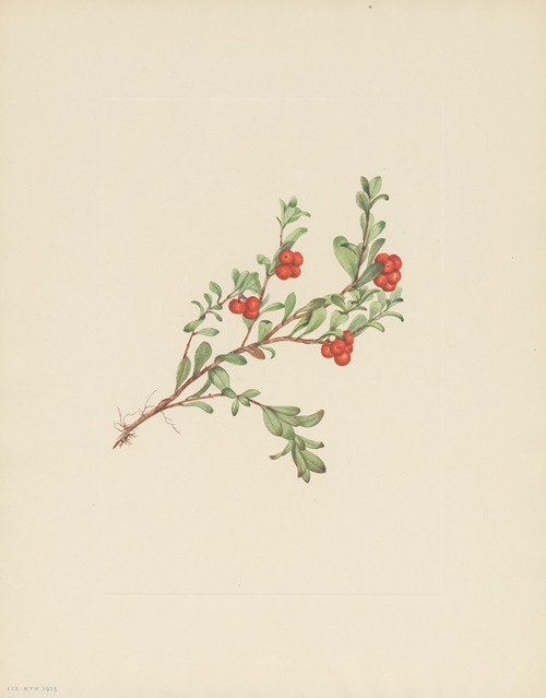 Bearberry (fruit) (Arctostaphylos uva-ursi)