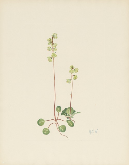 Green Pyrola (Pyrola chlorantha)