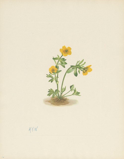 Avalanche Buttercup (Ranunculus suksdorfii)