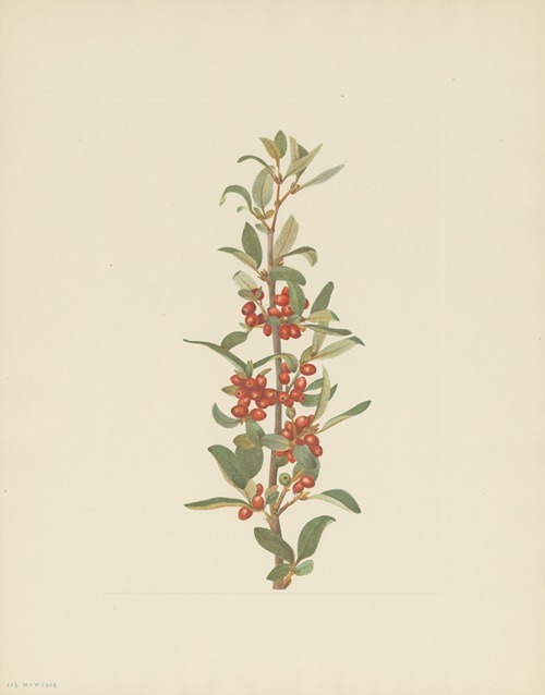 Canada Buffaloberry (Lepargyrea canadensis)