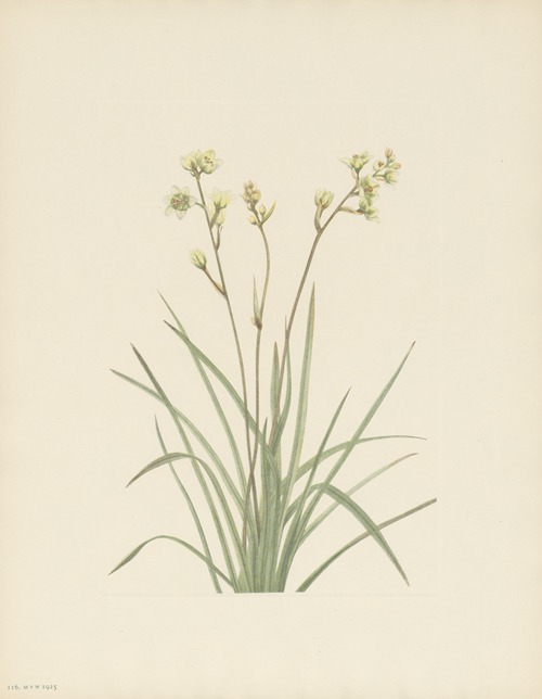 Deathcamas (Zygadenus elegans)