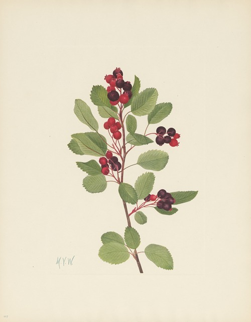 Saskatoon (Amelanchier alnifolia)