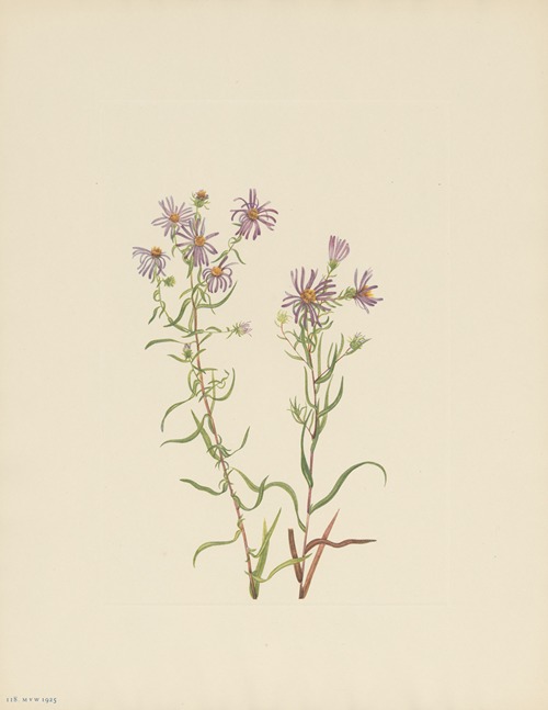 Prairie Aster (Aster campestris)