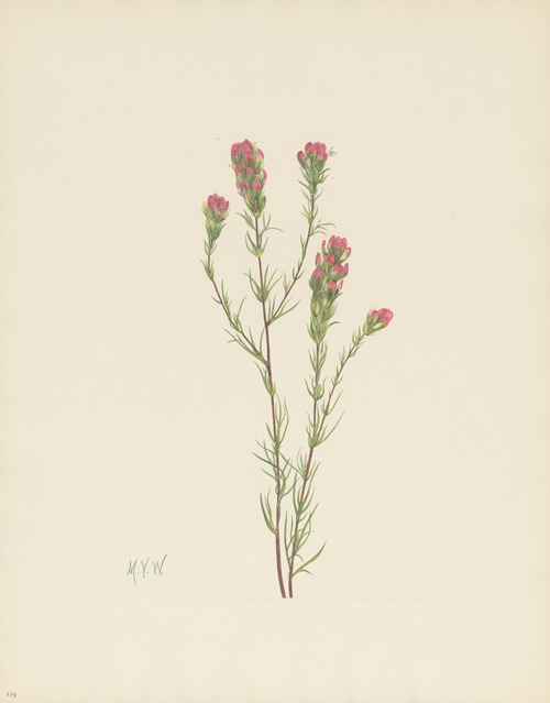 Owl-clover (Orthocarpus tenuifolius)