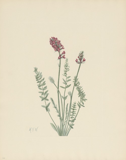 Showy Oxytrope (Oxytropis splendens)