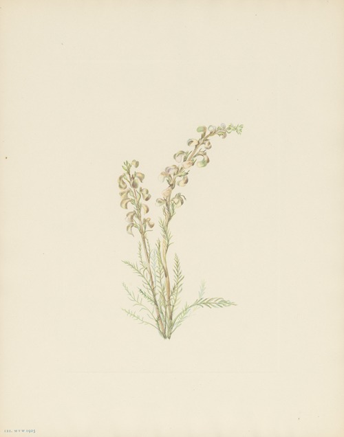 Alpine Fernleaf (Pedicularis contorta)