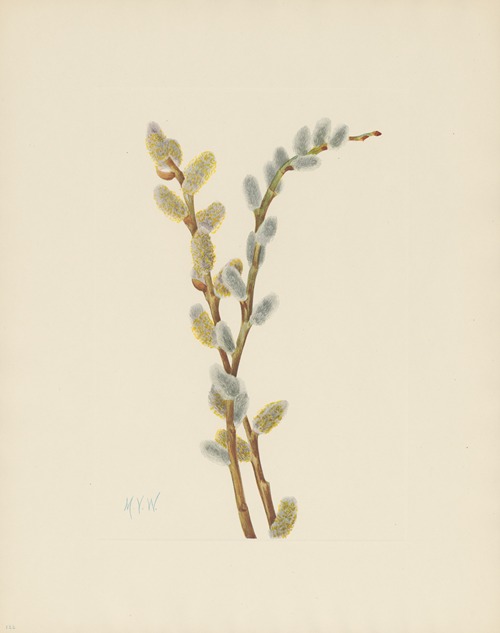 Pussy Willow (Salix discolor)