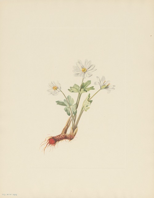 Bloodroot (Sanguinaria canadensis)