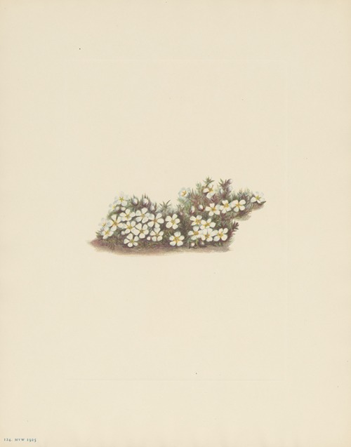 Pyxie (Pyxidanthera barbulata)