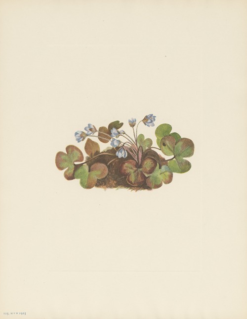 Hepatica (Hepatica americana)
