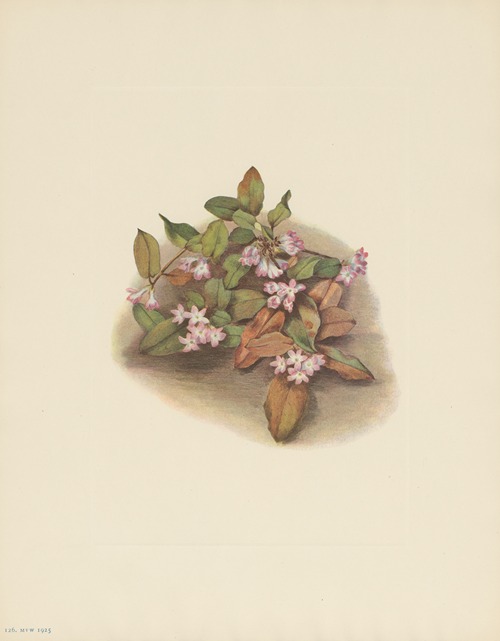 Trailing-arbutus (Epigaea repens)