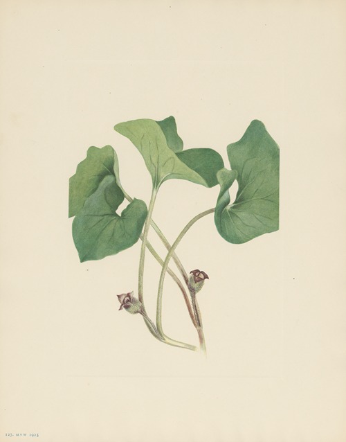 Canada Wildginger (Asarum canadense)