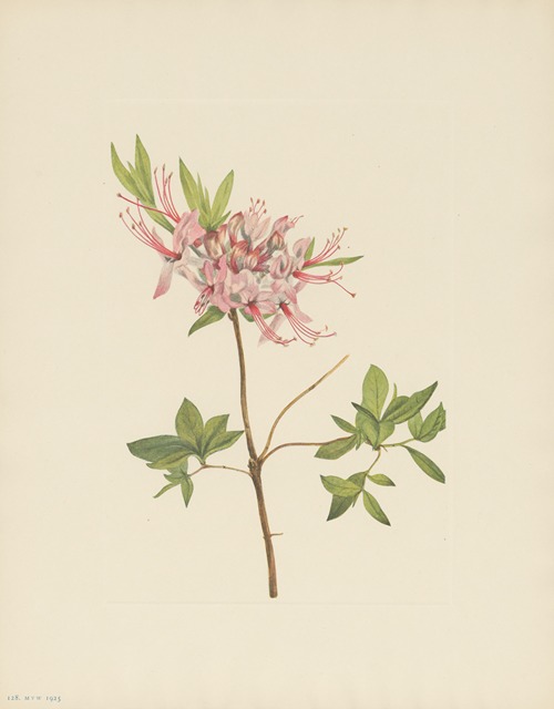 Pinxterbloom (Azalea nudiflora)