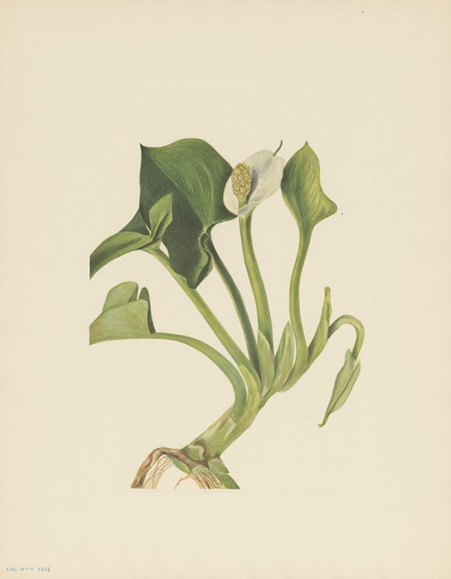 Wild Calla (Calla palustris)