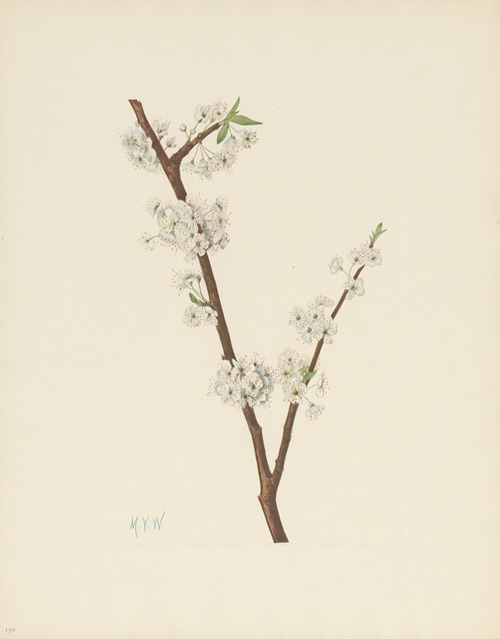 Chickasaw Plum (Prunus angustifolia)