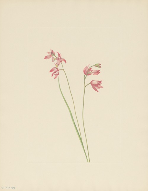 Grass-pink Orchid (Limodorum tuberosum)