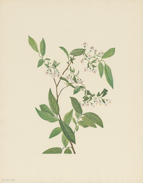 Deerberry (Polycodium stamineum)