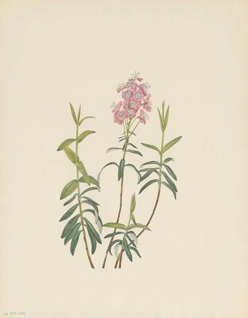 Bog Kalmia (Kalmia polifolia)