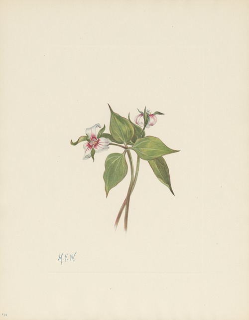 Painted Trillium (Trillium undulatum)